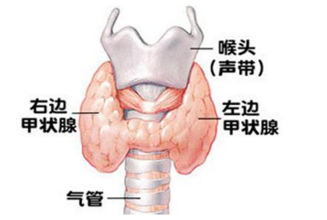 引起出現甲減的主要病因有(yǒu)什麽?